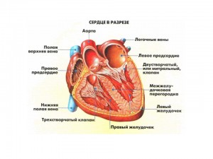 Предсердия и желудочки - особенности расположения