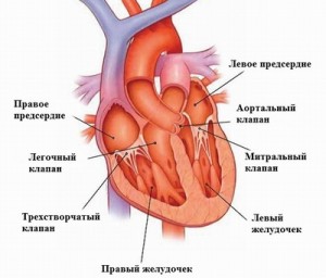 Сведения о работе сердца